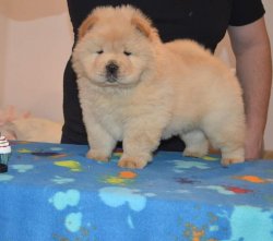 Satılık Chow Chow Yavrusu 4
