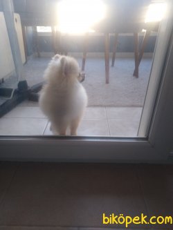 Güzeller Güzeli Gerçek Pomeranian 2