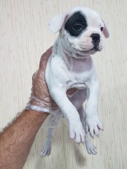 Fransız Bulldog Yavrular Türki̇ye Geneli̇ne Tesli̇m 2