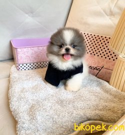 Blue-Beyaz Boo Pomeranian Yavrular 2
