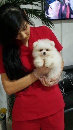 POMERANIAN YAVRUSU 4