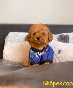 ToyPoodle Red Teacup Erkek Yavrumuz 2