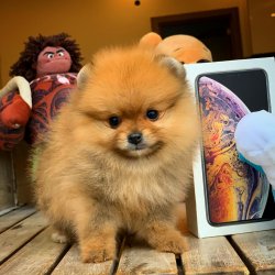 Küt Burun Yapısına Sahip PomeranianBoo Kızımız 4