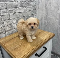 Safkan Toy Poodle Yavrulari 1