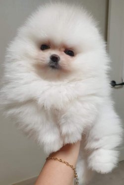 Pomerian Boo Yavru 1