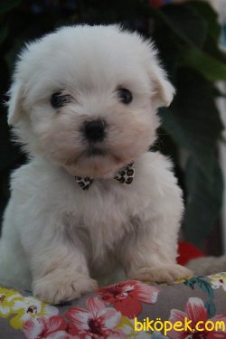 Kar Beyaz Maltese Terrier Yavrularımız Geldi 5