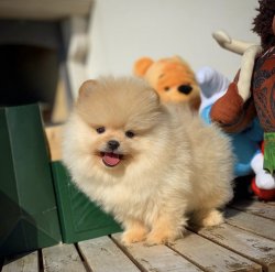 Orijinal Teddybear Yüz Yapısına Sahip Pomeranianboo Yavruları 2