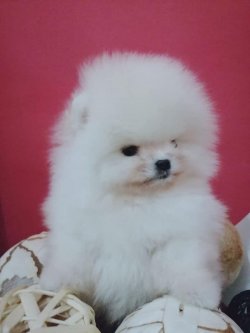 TEDDY BEAR AYI SURAT POMERANİAN BOO DOG YAVRU VE YETİŞKİNLER 1