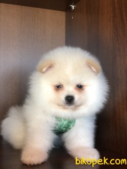 Dünya Tatlısı Pomeranianboolar 1