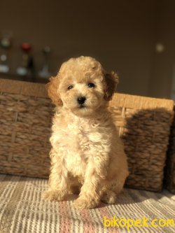 Anne Altından Toy Poodle 3