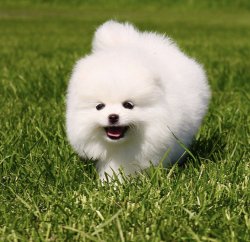 Minyatur Boy Ayi Surat Pomeranian Boo Yavrularimiz 1