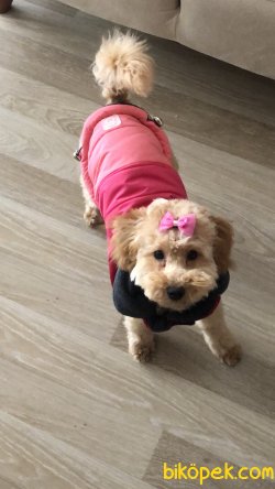 Gerekli Aşıları Yapılmış, Sağlıklı, Akıllı, Harika Bir Dost. 4