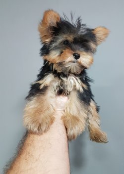 Yorkkshire Terrier Yavrularımız Ultra Teacup 3