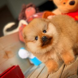 Kapıda Ödemeli Gönderim Pomeranian Yavrularımız 5