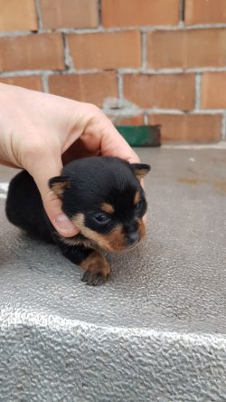 Minyatür Pinscher Yavrularımız 4