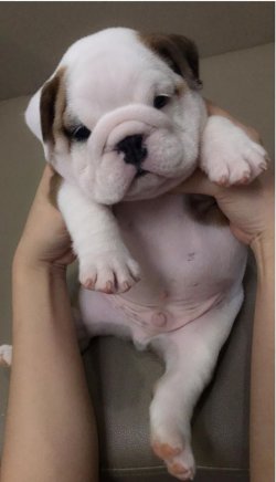 İNGİLİZ BULLDOG YAVRULARI 3