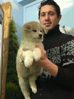 Japon Akita Inu Yavruları 3