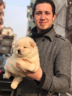Chow Chow Yavruları 2