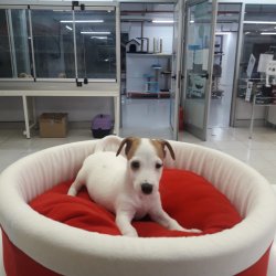 Jack Russel Terri̇er Di̇şi̇ Erkek Yavrularımız 1