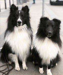 Border Collie Yavrularımız 4