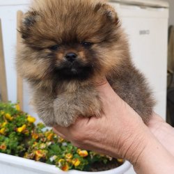 A Kalite Mükemmel Pomeranian Yavrulari 2