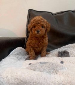 RED TOY POODLE YAVRULAR 3