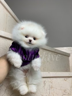 Teacup TeddyBear Yavrumuz Charlie 1