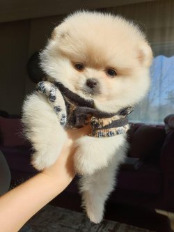POMERANİAN BOO YAVRULAR 4
