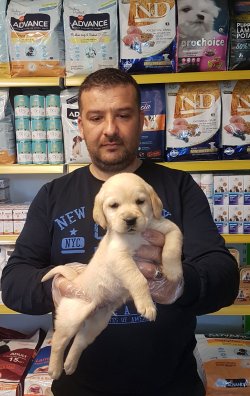 Jumbo Golden 1