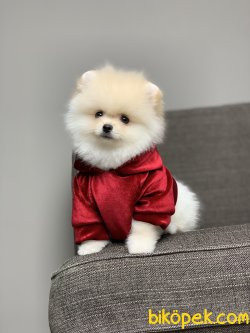 Orjinal Irk Garantili Pomeranian Boo Yavrularımız Secereli 3