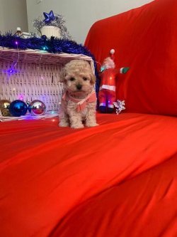SAFKAN TOY POODLE YAVRULARIMIZ 4