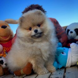 3 Aylık Orijinal Renk PomeranianBoo Kızımız 5