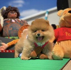 Orijinal Renk Miniboy PomeranianBoo Kızımız 4