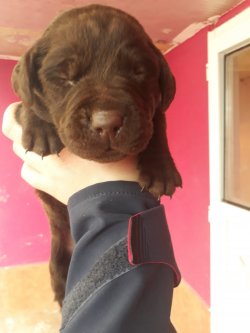 Muhteşem Kahve Labrador Yavruları 1