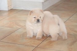 Satılık Chow Chow Yavrusu 1