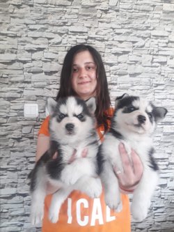Masmavi Gözlü Husky Yavrularımız 3