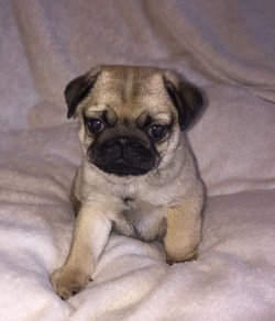 PUG MOPS YAVRULARIMIZ 5