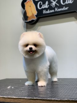 Safkan Saglik Garantili Teddy Pomeranian Boo Yavrularimiz 1