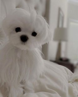 Maltese Terrier Yavrularımız Gelmiştir 1