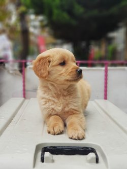 Orjinal Baby Face Golden Retriever 3