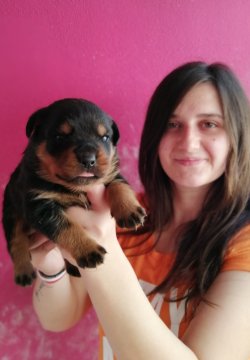 Üst Kalite Rottweiler Yavrularımız 3