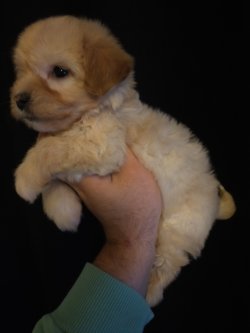 TOY POODLE ERKEK YAVRUMUZ 1
