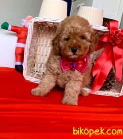 Toypooddle Irk Garantilı 3