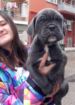 Irk Garantili Cane Corso Yavruları 1