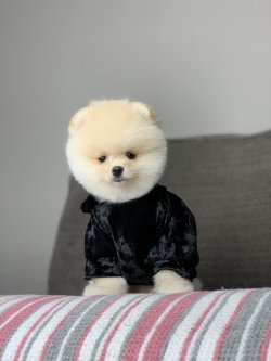Safkan Teddy Face Pomeranian Boo Arayanlara 2
