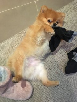 2,5 Yaşında Eğitimli Erkek Pomeranian 5