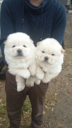 Beyaz Chow Chow Yavrularımız 3