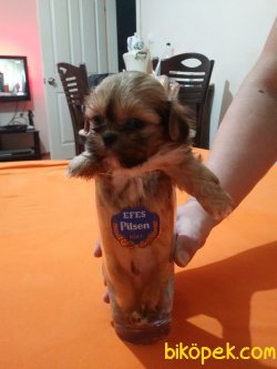 Shih Tzu Yavrularımız 2