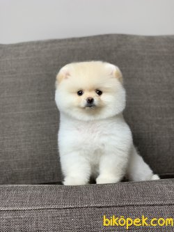 Safkan Teddy Face Pomeranian Boo Arayanlara 3