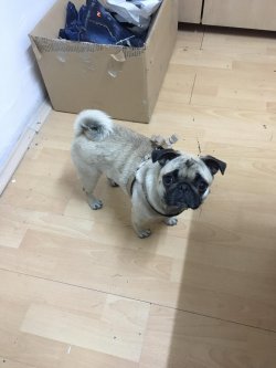 DİŞİ 10 AYLIK PUGMOPS 5